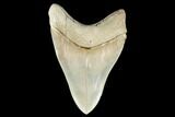 Serrated, Fossil Megalodon Tooth - Aurora, North Carolina #178099-1